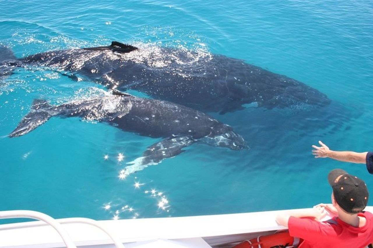 Brisbane Whale Watching Cruise da Redcliffe o Sunshine Coast — 8