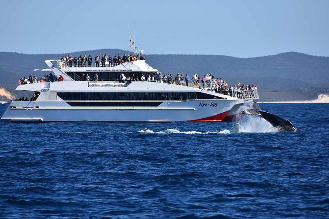 Brisbane Whale Watching Cruise da Redcliffe o Sunshine Coast — 9