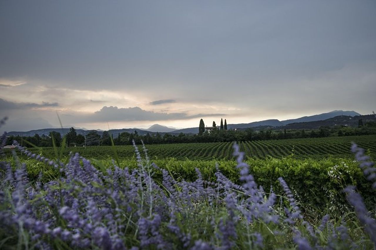 Lago di Garda: Visita guidata in cantina vinicola e degustazione a Bardolino — 2