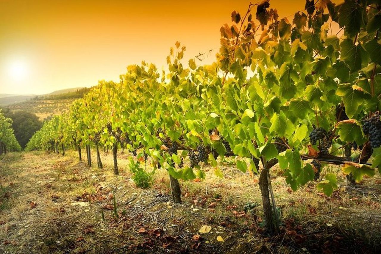 Radda in Chianti : Wine Tasting Tour con pranzo in Cantina — 3