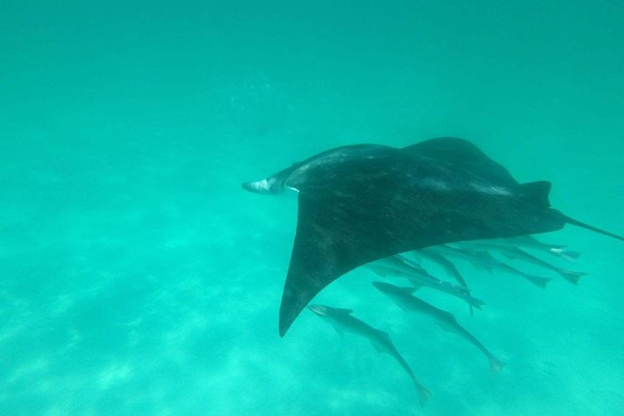 Destin Dolphin Cruise — 7
