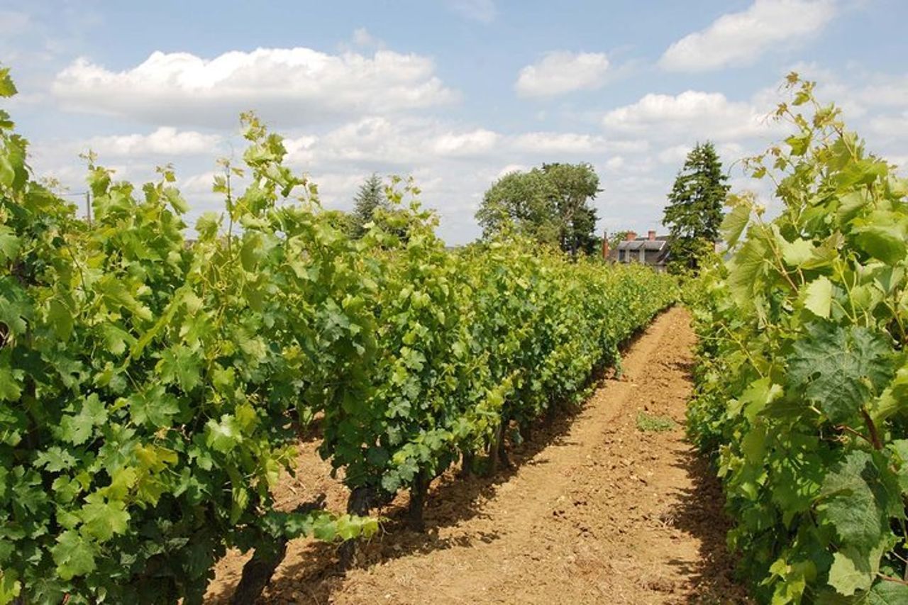 Tour privato di un giorno dei vini della Valle della Loira con degustazioni da Tours o Amboise — 7
