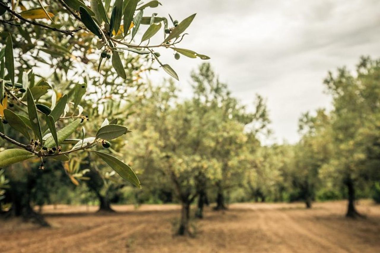 Tour enogastronomico di San Vito Chietino — 2