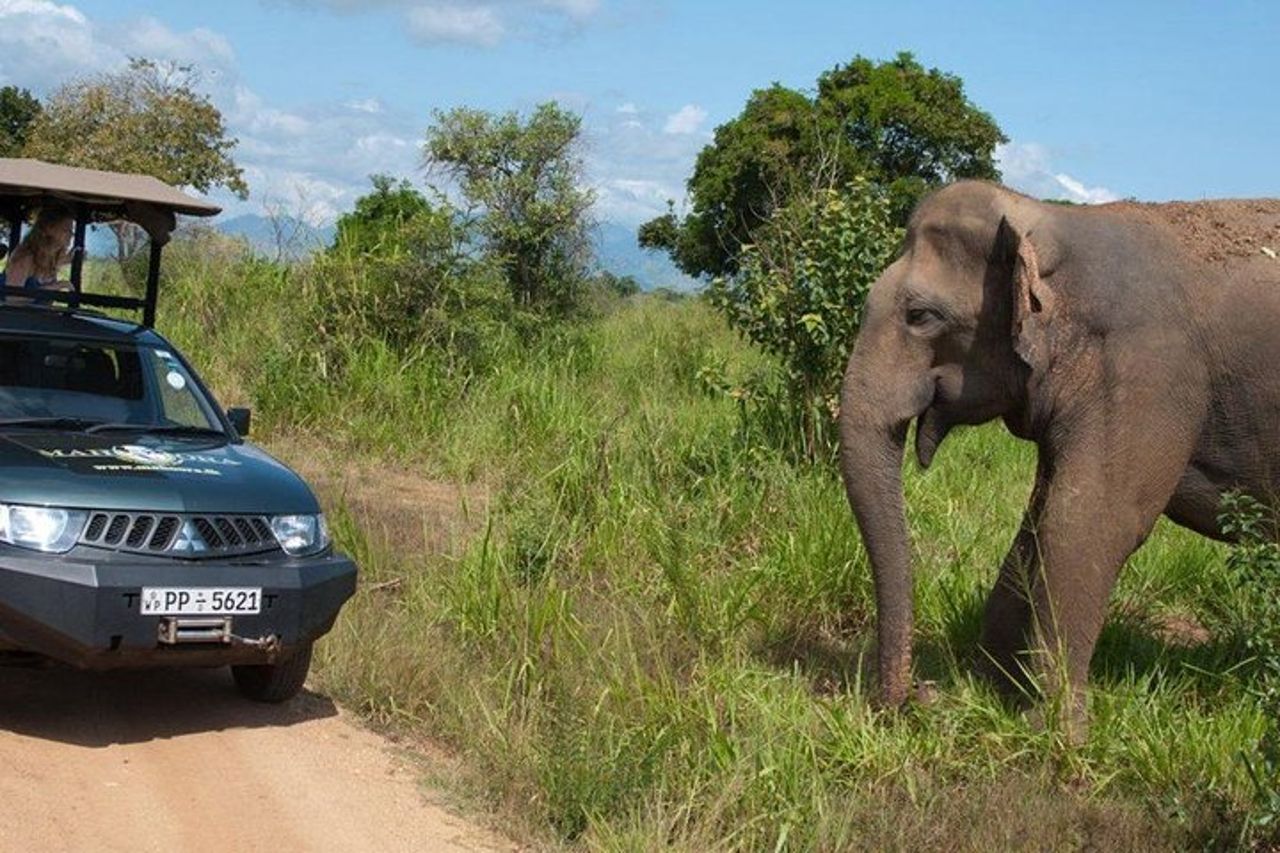 Yala Tour Safari Leopardo di un'intera giornata con pranzo al sacco — 8