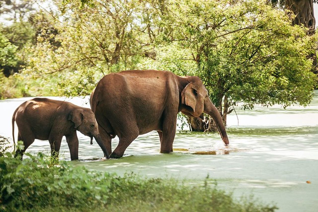 Yala Tour Safari Leopardo di un'intera giornata con pranzo al sacco — 7