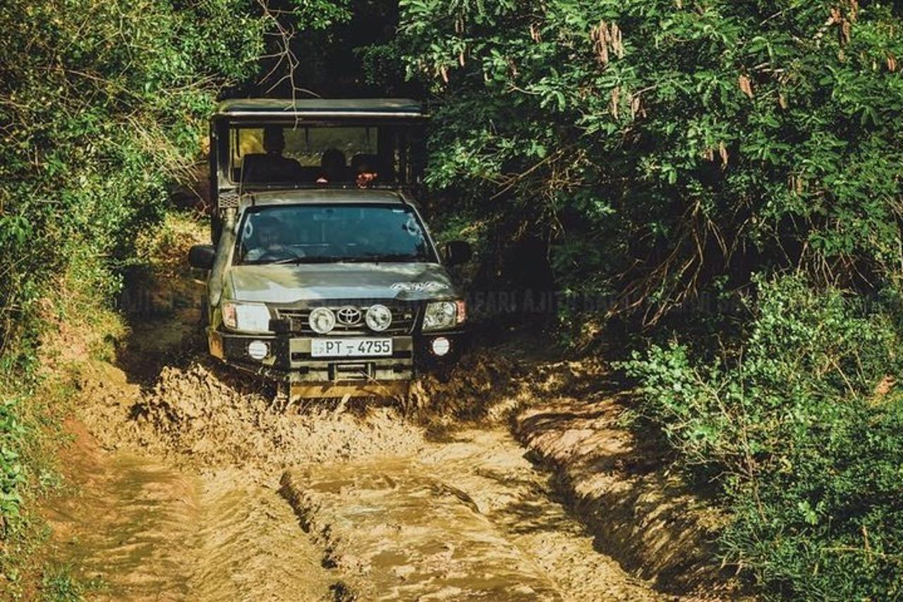Yala Tour Safari Leopardo di un'intera giornata con pranzo al sacco