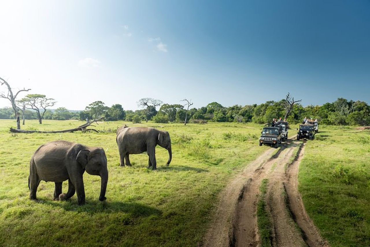 Yala Tour Safari Leopardo di un'intera giornata con pranzo al sacco — 4