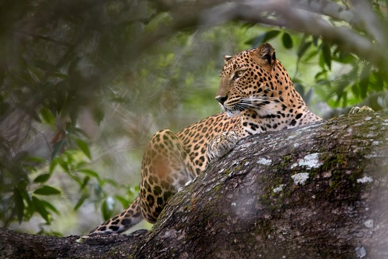 Yala Tour Safari Leopardo di un'intera giornata con pranzo al sacco — 2