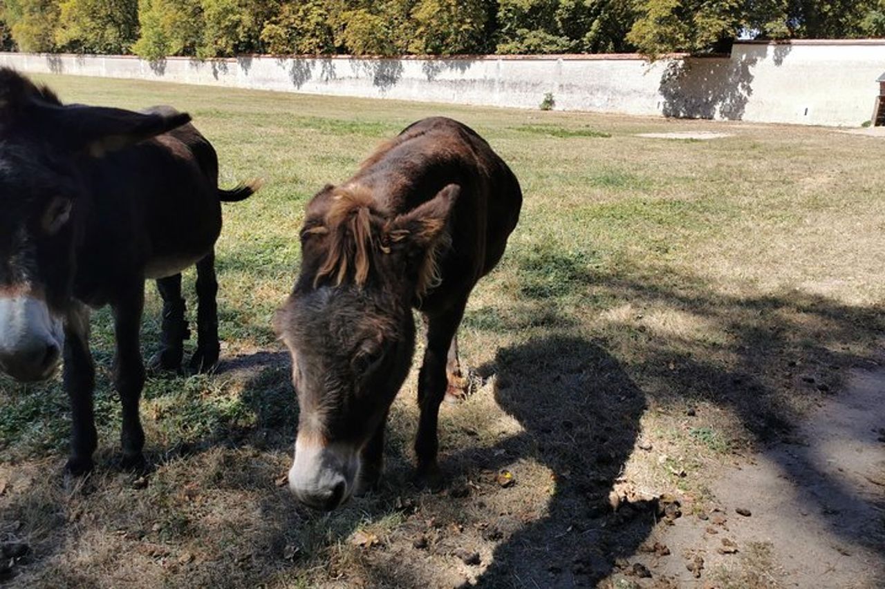 Tour guidato di un giorno per la Valle della Loira con ritiro in hotel — 3