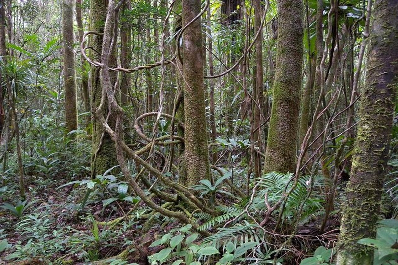 Avventura di 4 giorni nel Parco Nazionale Masoala da Antananarivo — 2