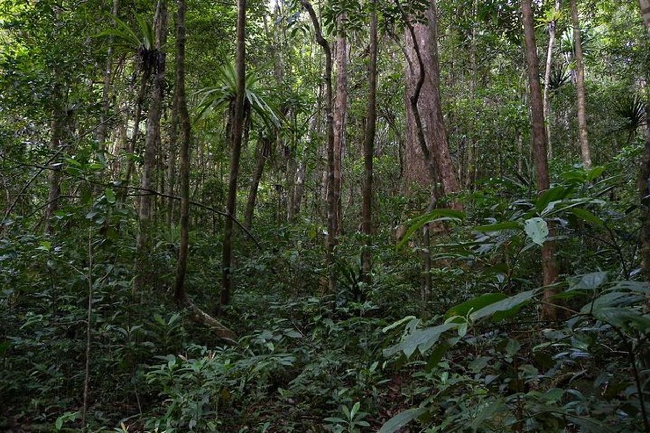 Avventura di 4 giorni nel Parco Nazionale Masoala da Antananarivo — 3