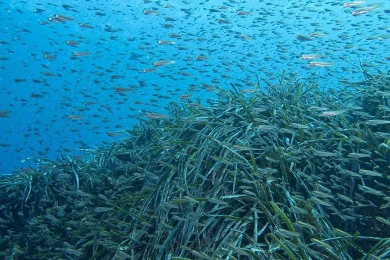 Escursione di mezza giornata a Malaga per piccoli gruppi e snorkeling — 9