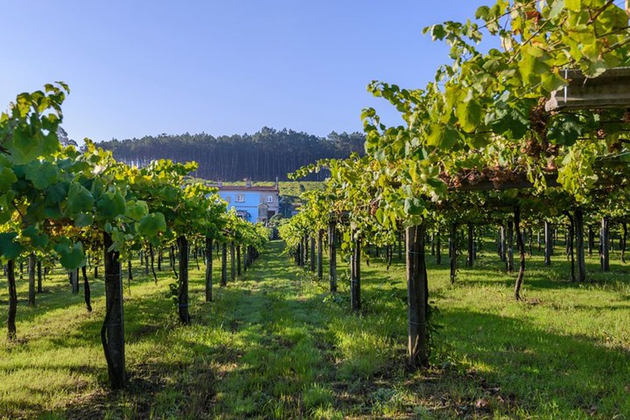 Visita guidata di Bodegas Granbazán — 3