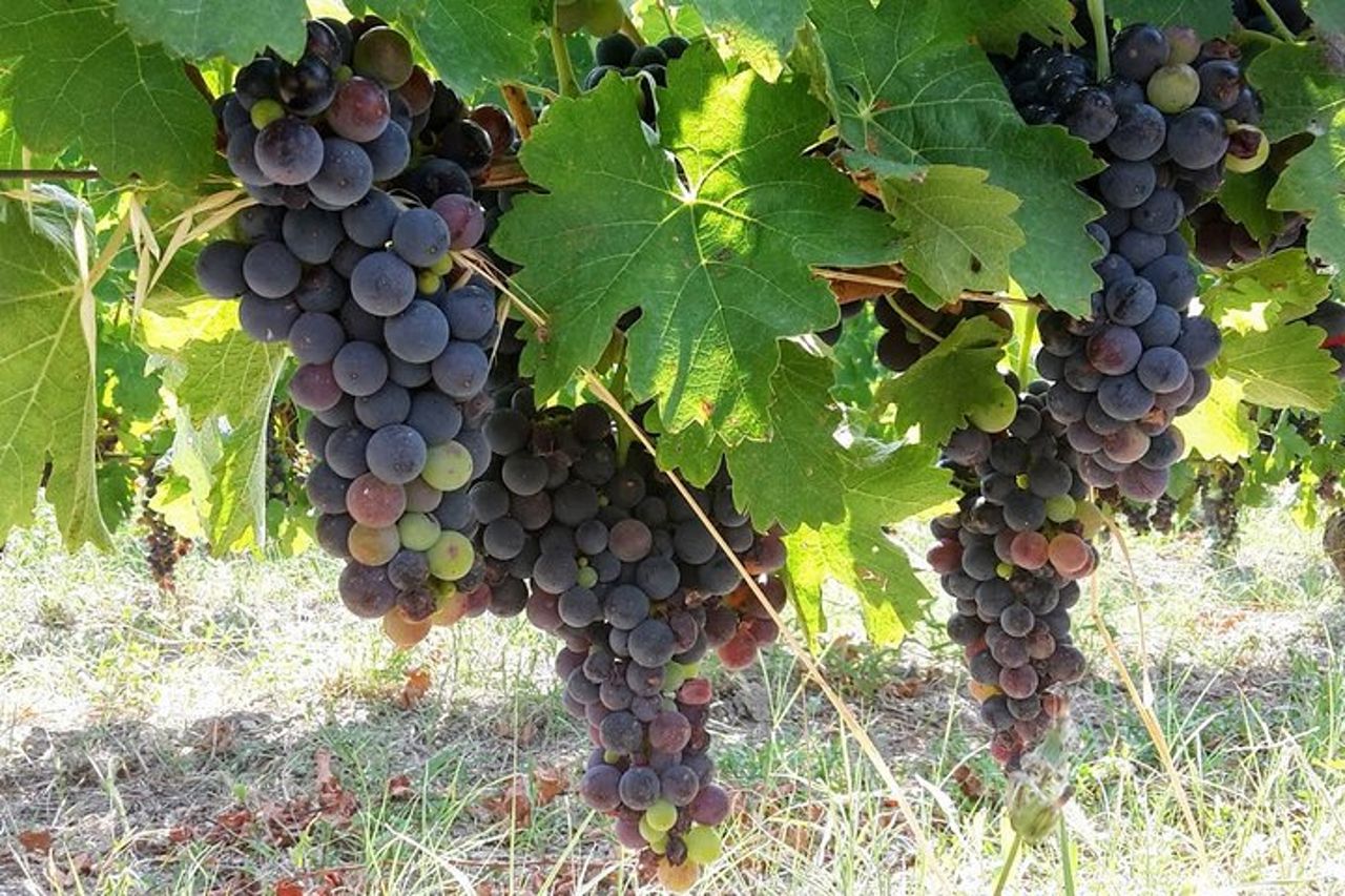 Venosa, antica colonia romana e città del vino Aglianico — 2