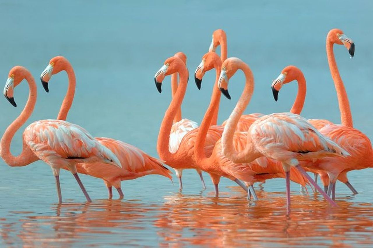 Tour paradisiaco: Las Coloradas Pink Lake e Rio Lagartos con pranzo incluso. — 7