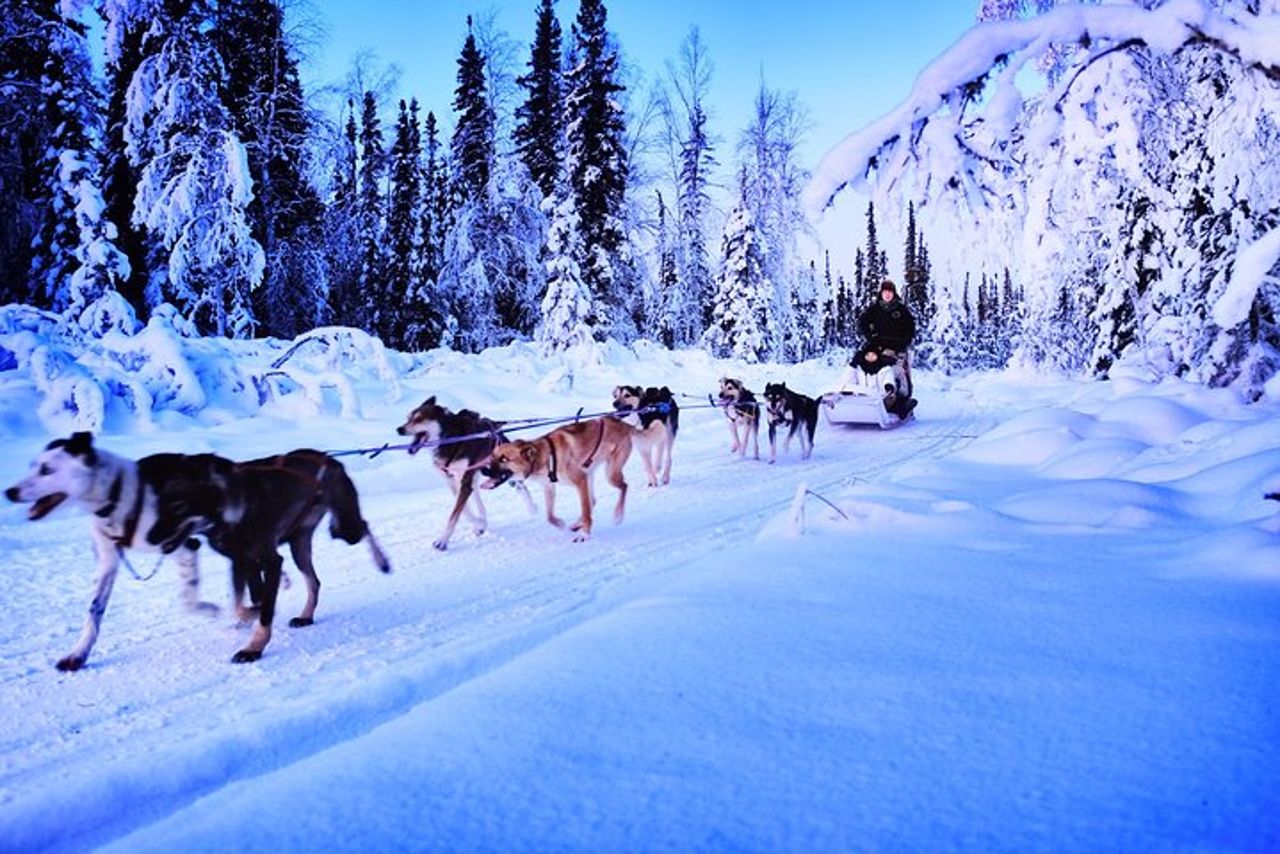 Esperienza di slitte trainate da cani e Mushing al Polo Nord — 6