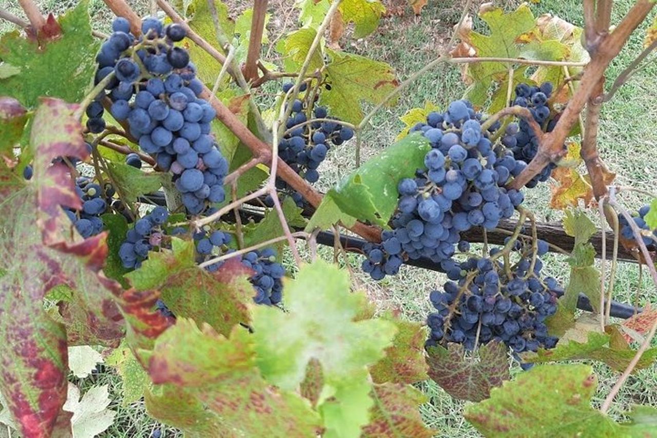"Buongiorno Chianti Classico" - Tour in 2 cantine con pranzo — 5