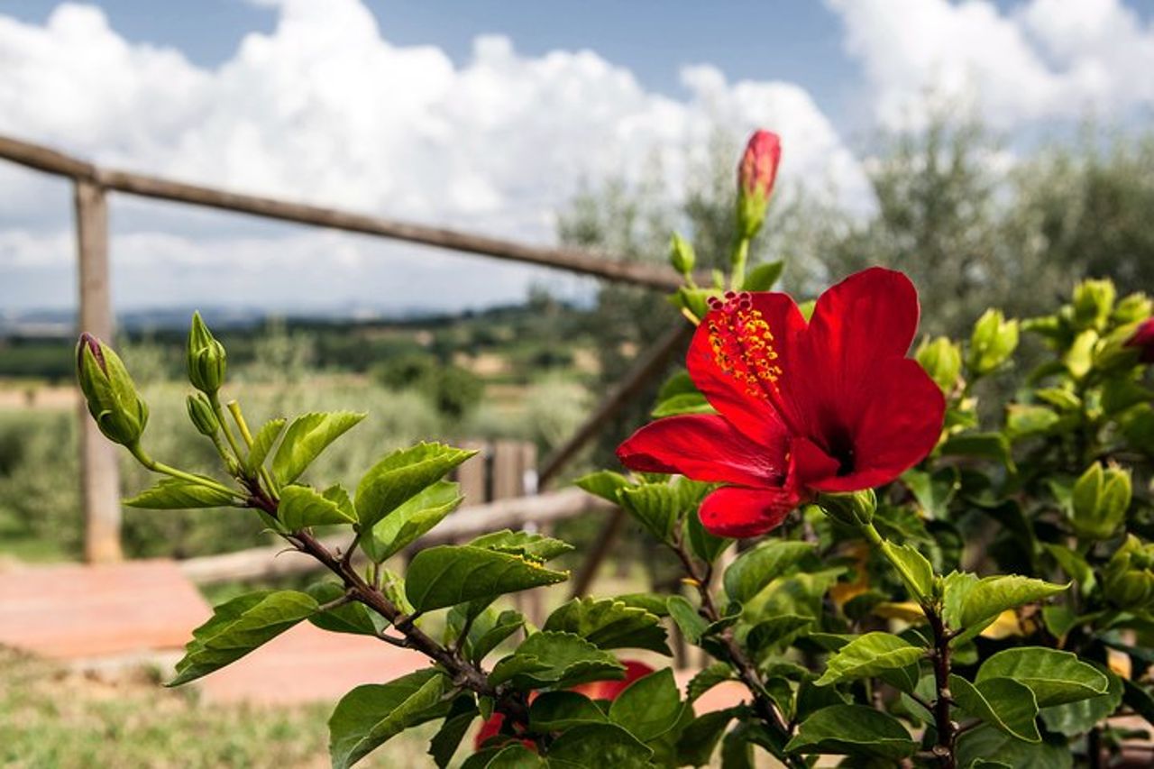 Pensate ad un romantico pasto all'ombra degli ulivi, accompagnato dai vini Toscani! — 3