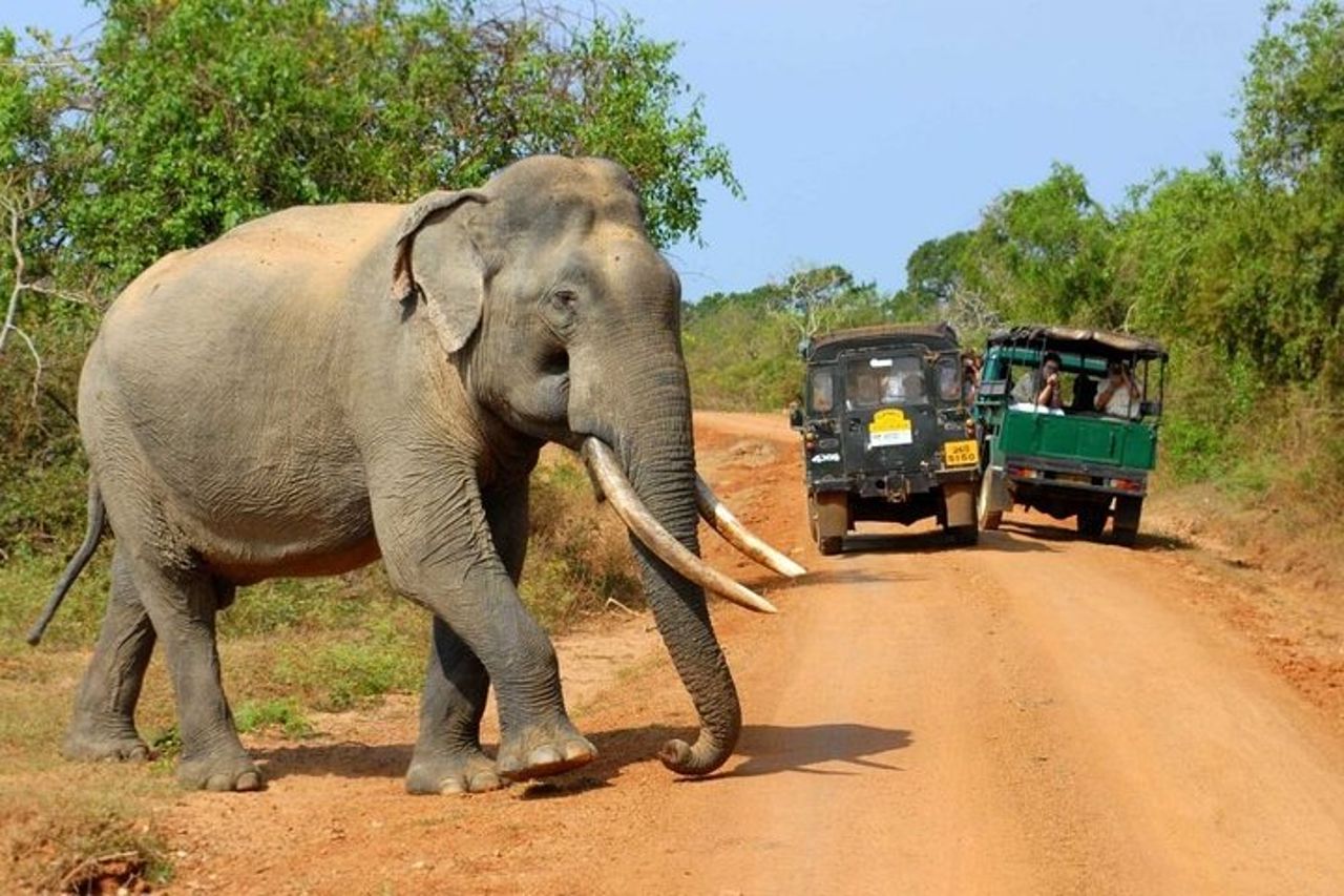 Safari della fauna selvatica nel parco nazionale di Yala — 2