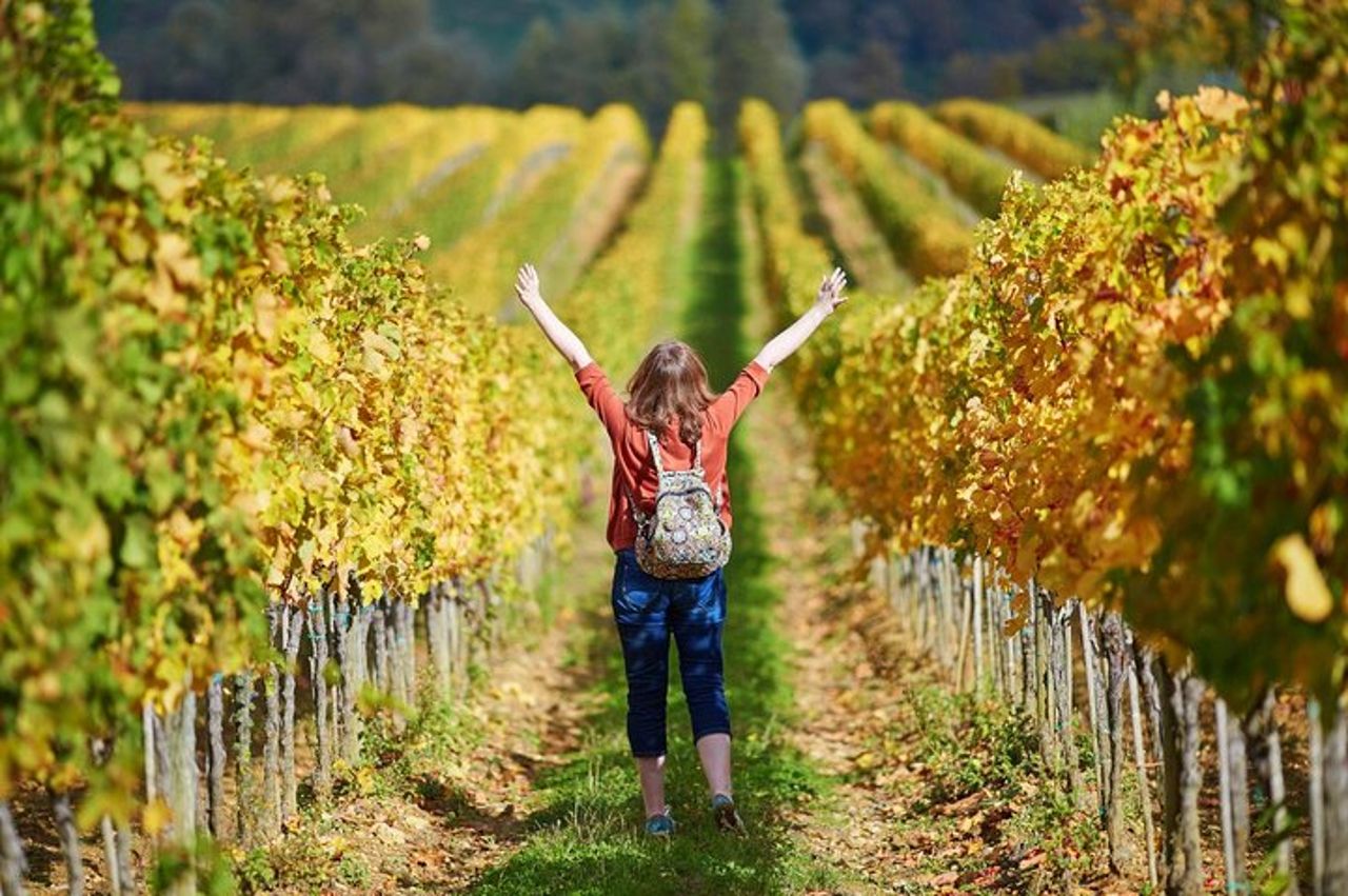 Chianti Lovers Tour - 2 Cantine e SuperTuscan Small Group da Lucca — 7