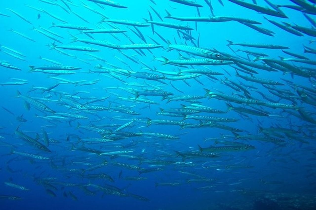 Mallorca : Scopri le immersioni subacquee dalla barca — 7