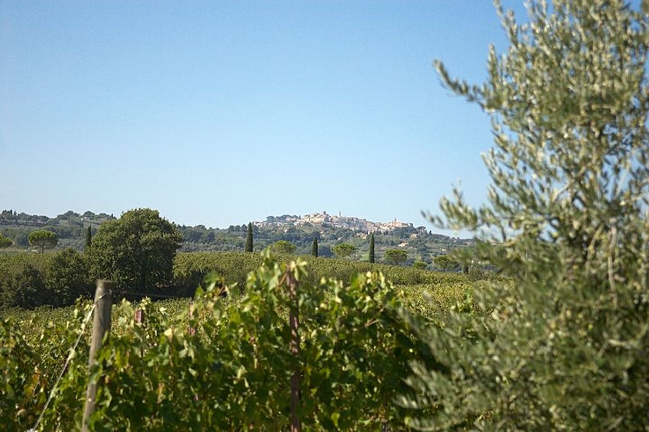 Pensate ad un romantico pasto all'ombra degli ulivi, accompagnato dai vini Toscani! — 2