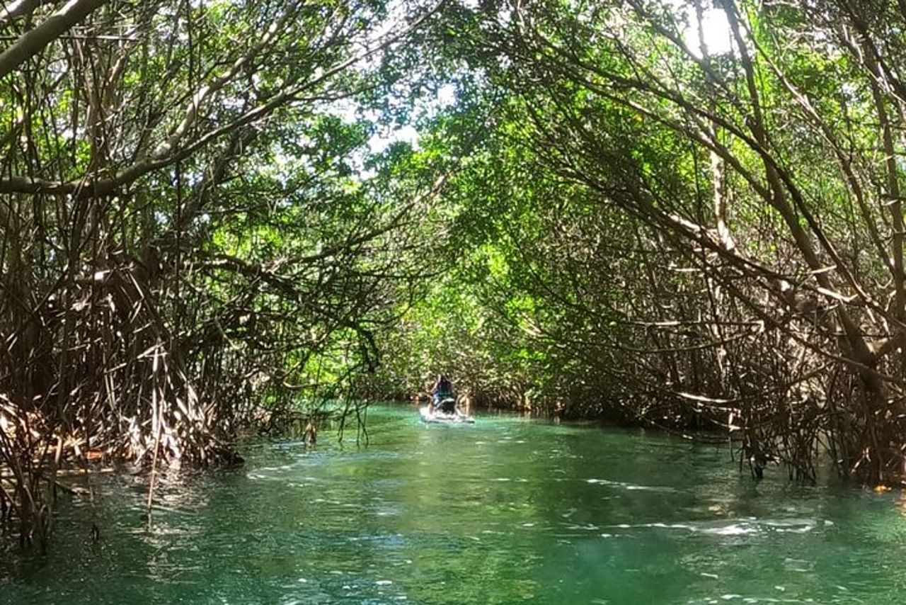 Tour in motoscafo delle mangrovie e della laguna — 6