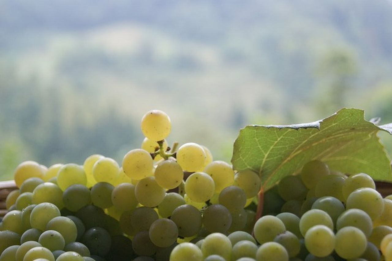 Valdobbiadene (Treviso): degustazione di Prosecco — 6