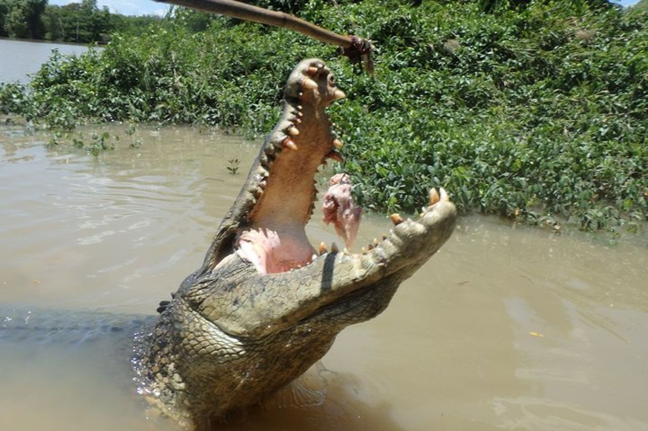 Crociera del coccodrillo saltante con pranzo — 2