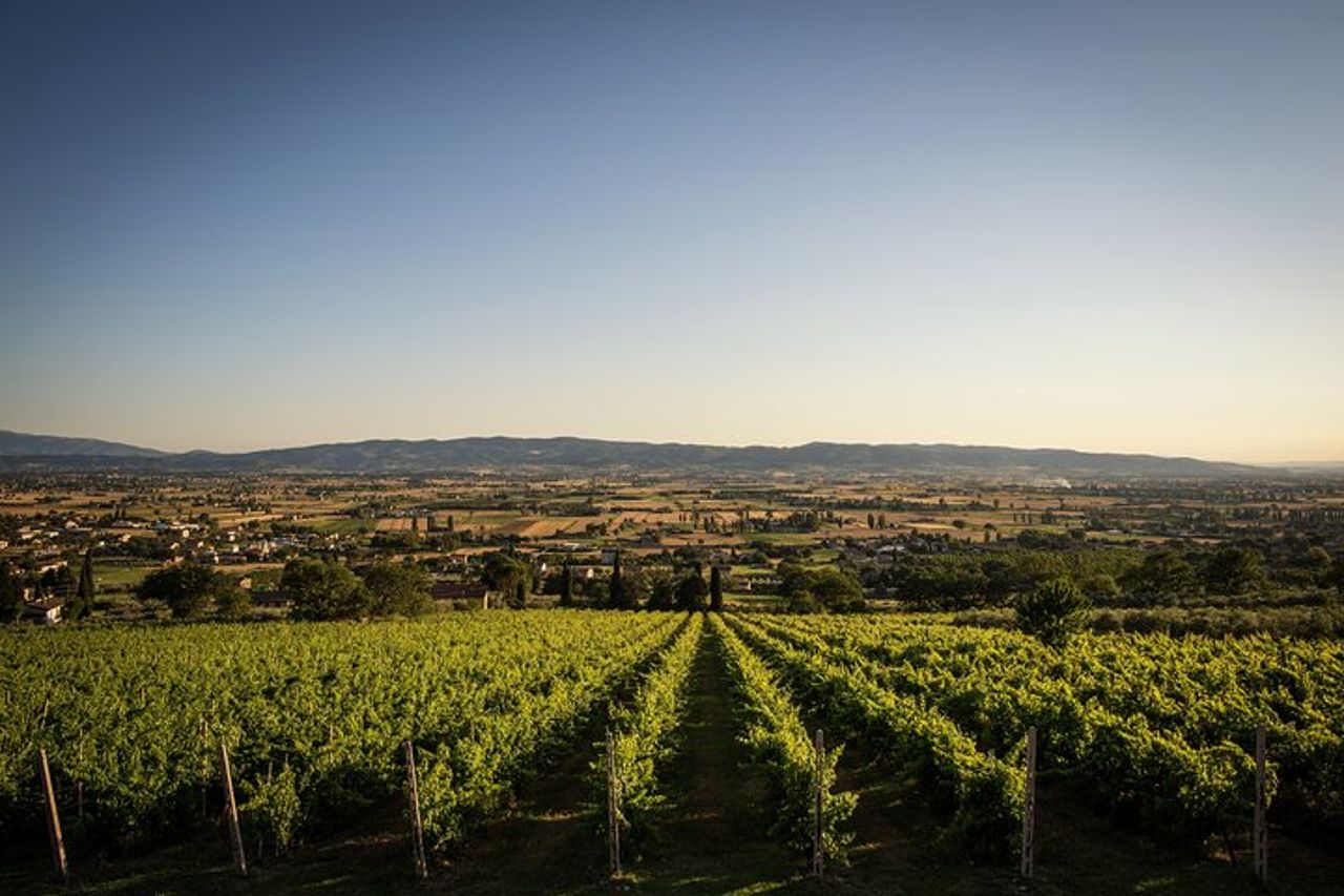 Degustazione all'Aria Aperta di Vini BIO con Vista!