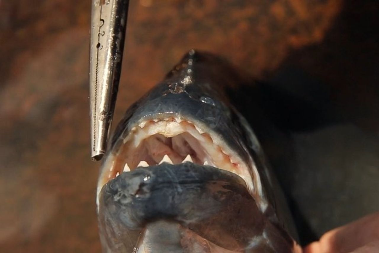 Pesca Piranha nella giungla amazzonica — 4
