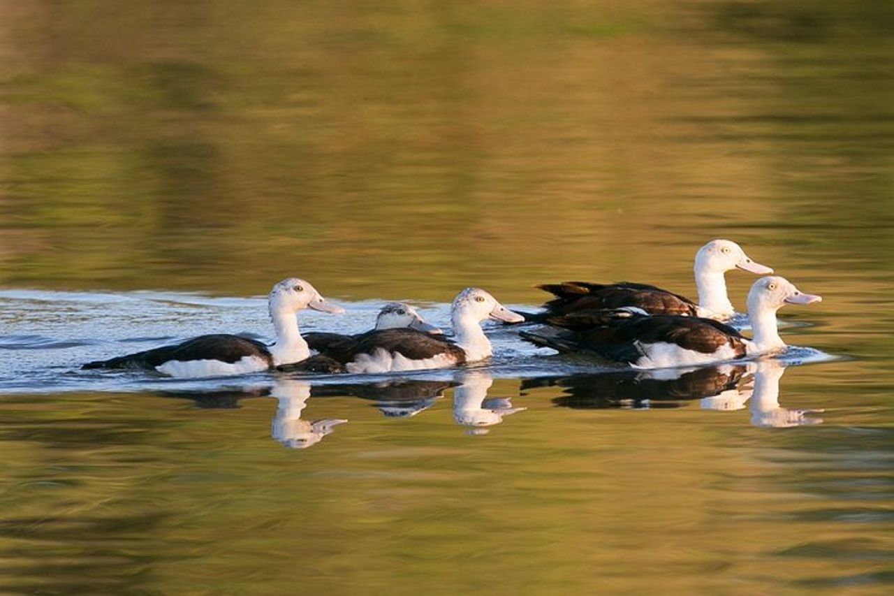 Corroboree Billabong Wetland Cruises - Crociera mattutina di 1,5 ore — 3