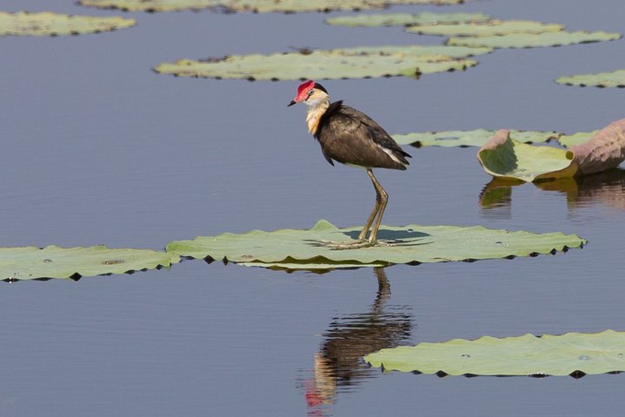 Corroboree Billabong Wetland Cruises - Crociera mattutina di 1,5 ore — 4
