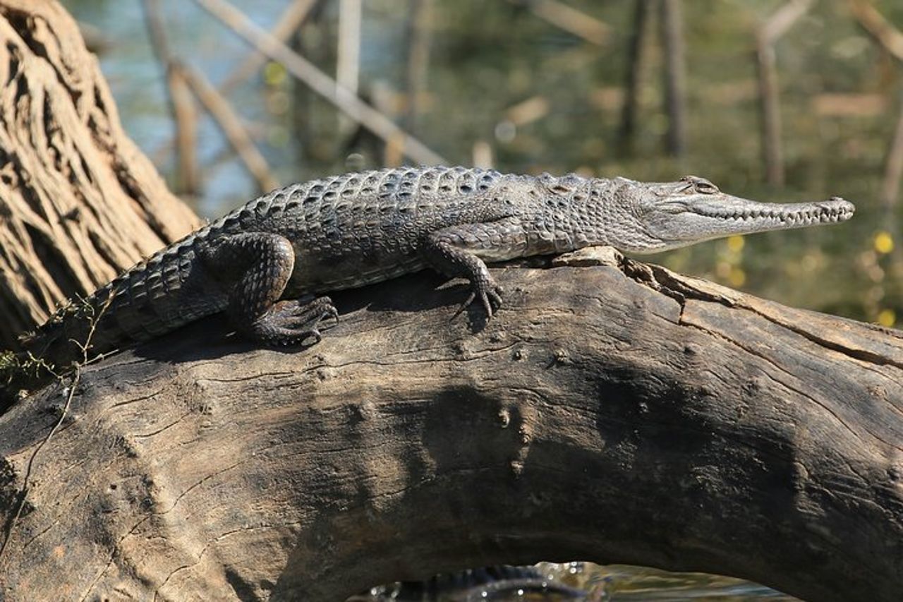 Corroboree Billabong Wetland Cruises - Crociera mattutina di 1,5 ore — 6