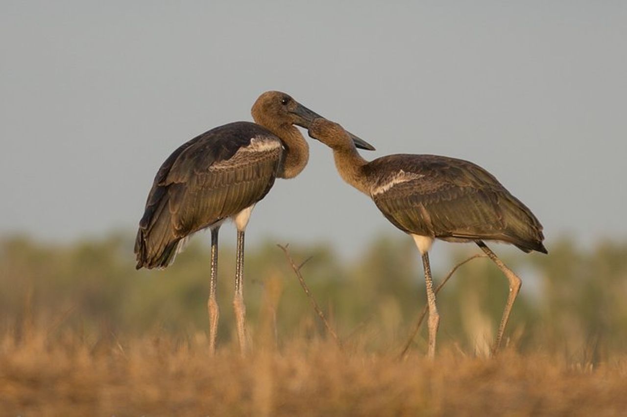 Corroboree Billabong Wetland Cruises - Crociera mattutina di 1,5 ore — 7