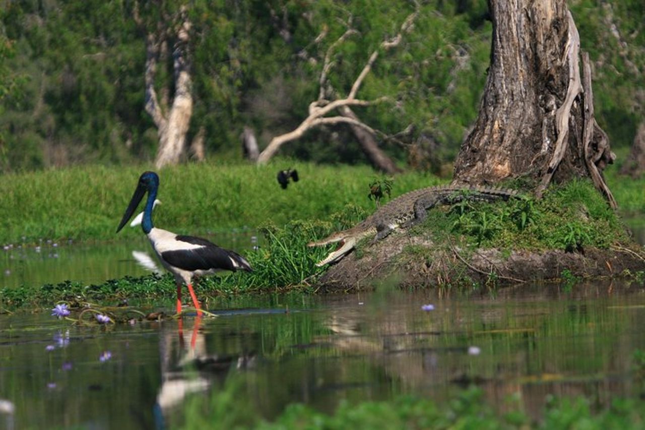 Corroboree Billabong Wetland Cruises - Crociera mattutina di 1,5 ore