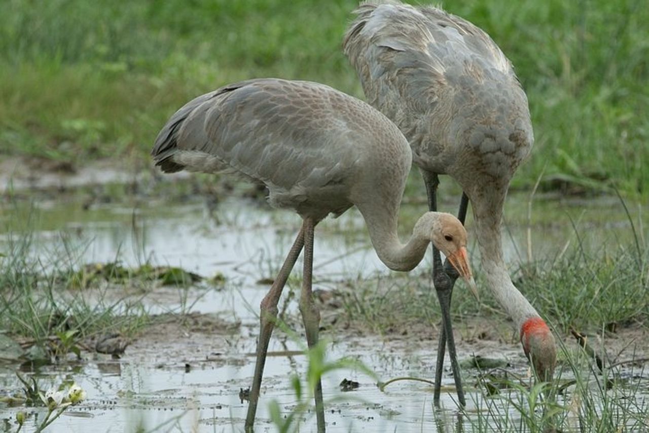 Corroboree Billabong Wetland Cruises - Crociera mattutina di 1,5 ore — 8