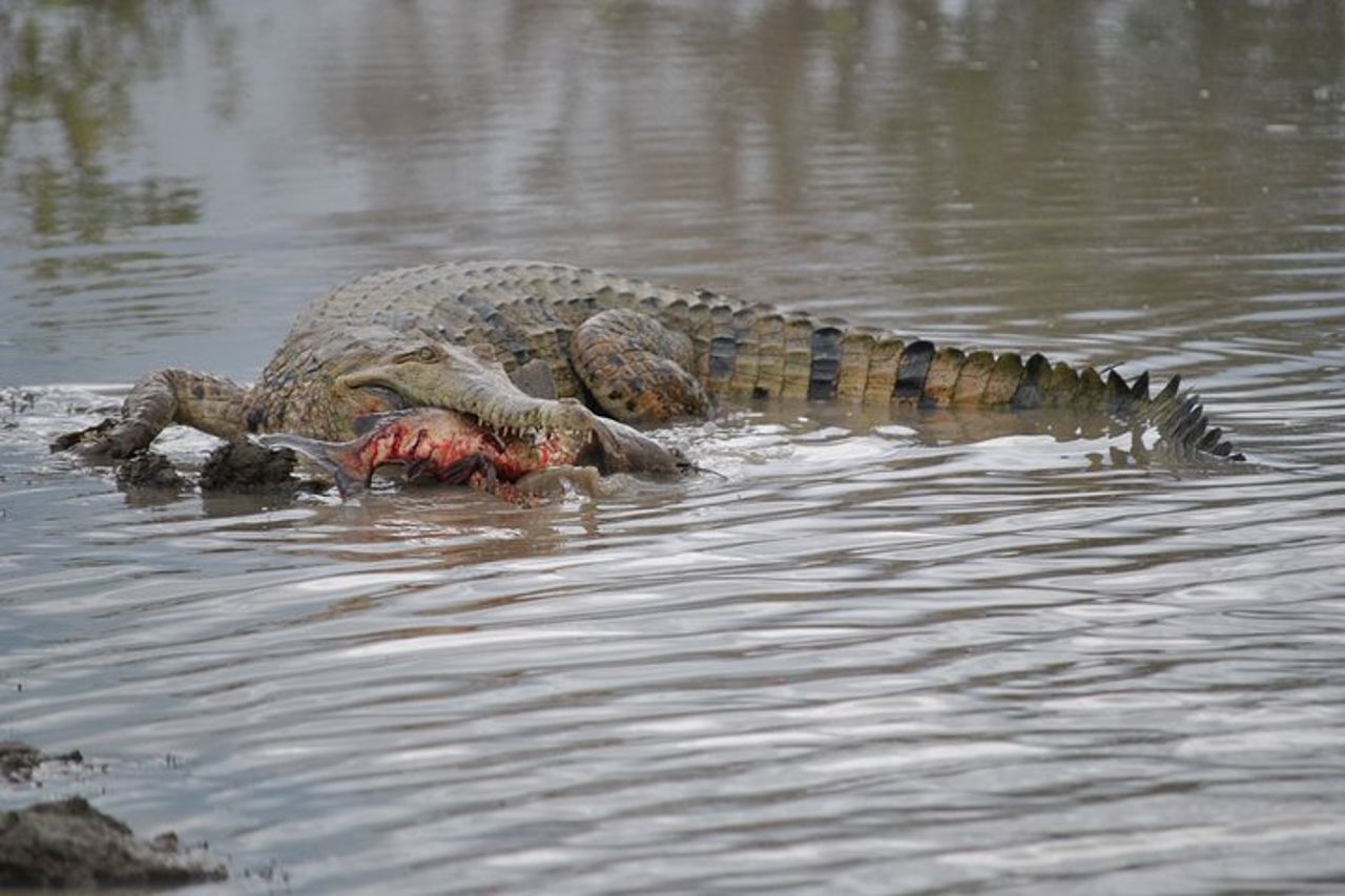 Corroboree Billabong Wetland Cruises - Crociera mattutina di 1,5 ore — 9