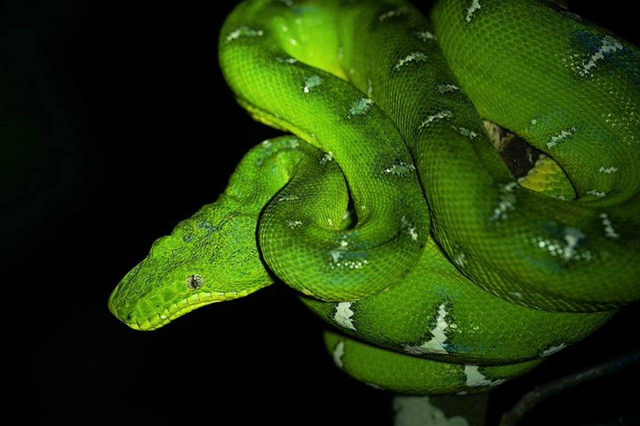 Fauna selvatica di 5 giorni del Parco Nazionale Pacaya da Iquitos