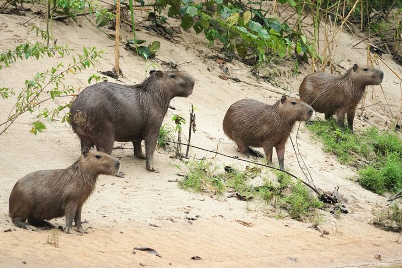 Fauna selvatica di 5 giorni del Parco Nazionale Pacaya da Iquitos — 8