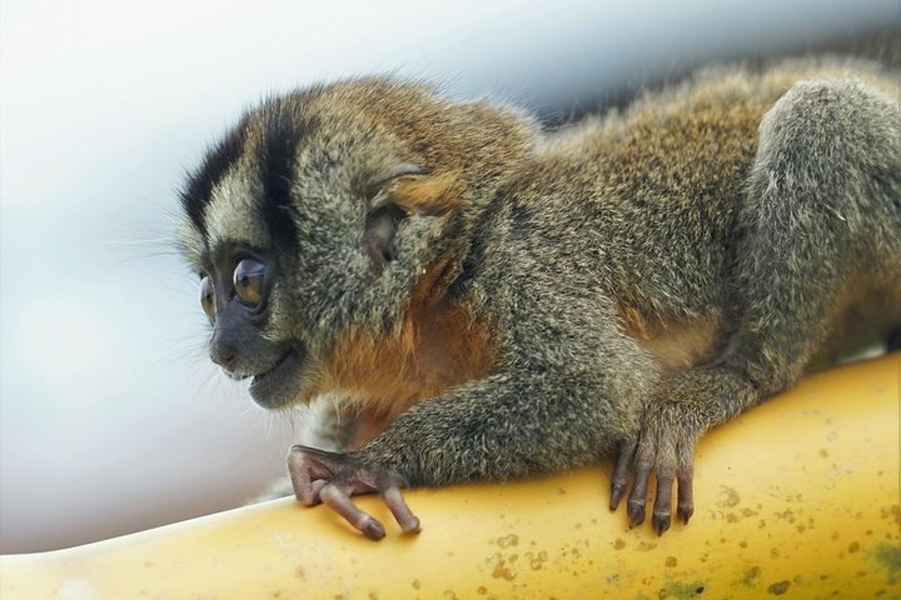 Fauna selvatica di 5 giorni del Parco Nazionale Pacaya da Iquitos — 4