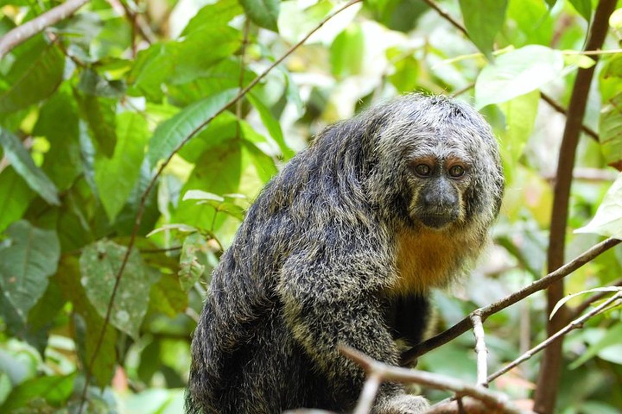 Fauna selvatica di 5 giorni del Parco Nazionale Pacaya da Iquitos — 5