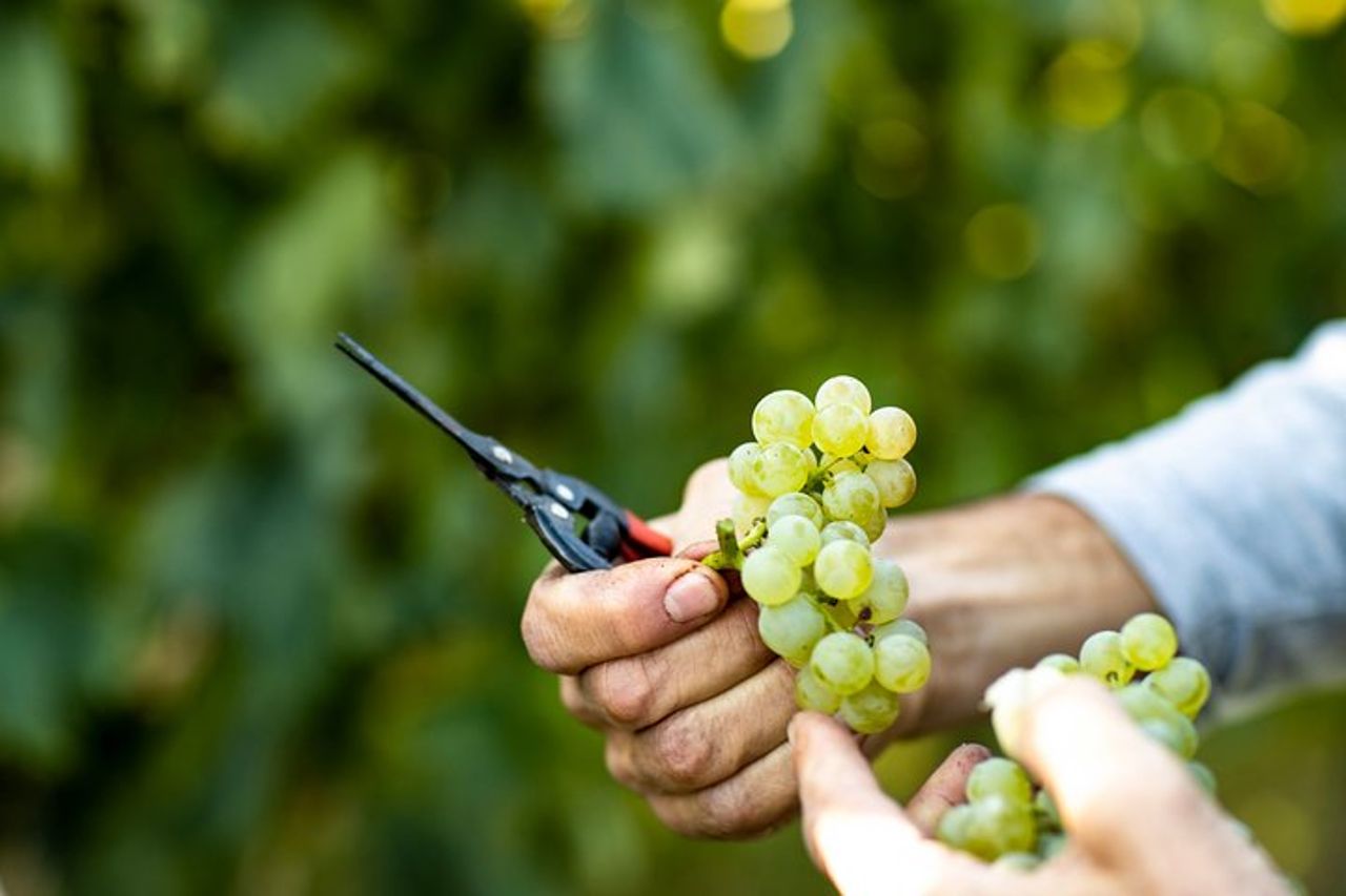 Visita e wine tasting a Tenuta La Cà — 4