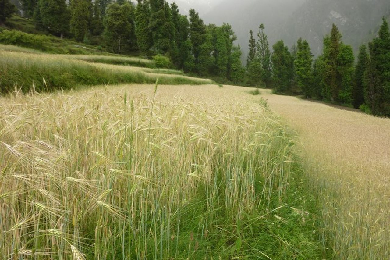 Tre giorni di Indrahar Pass Trekking da Daramshala — 2