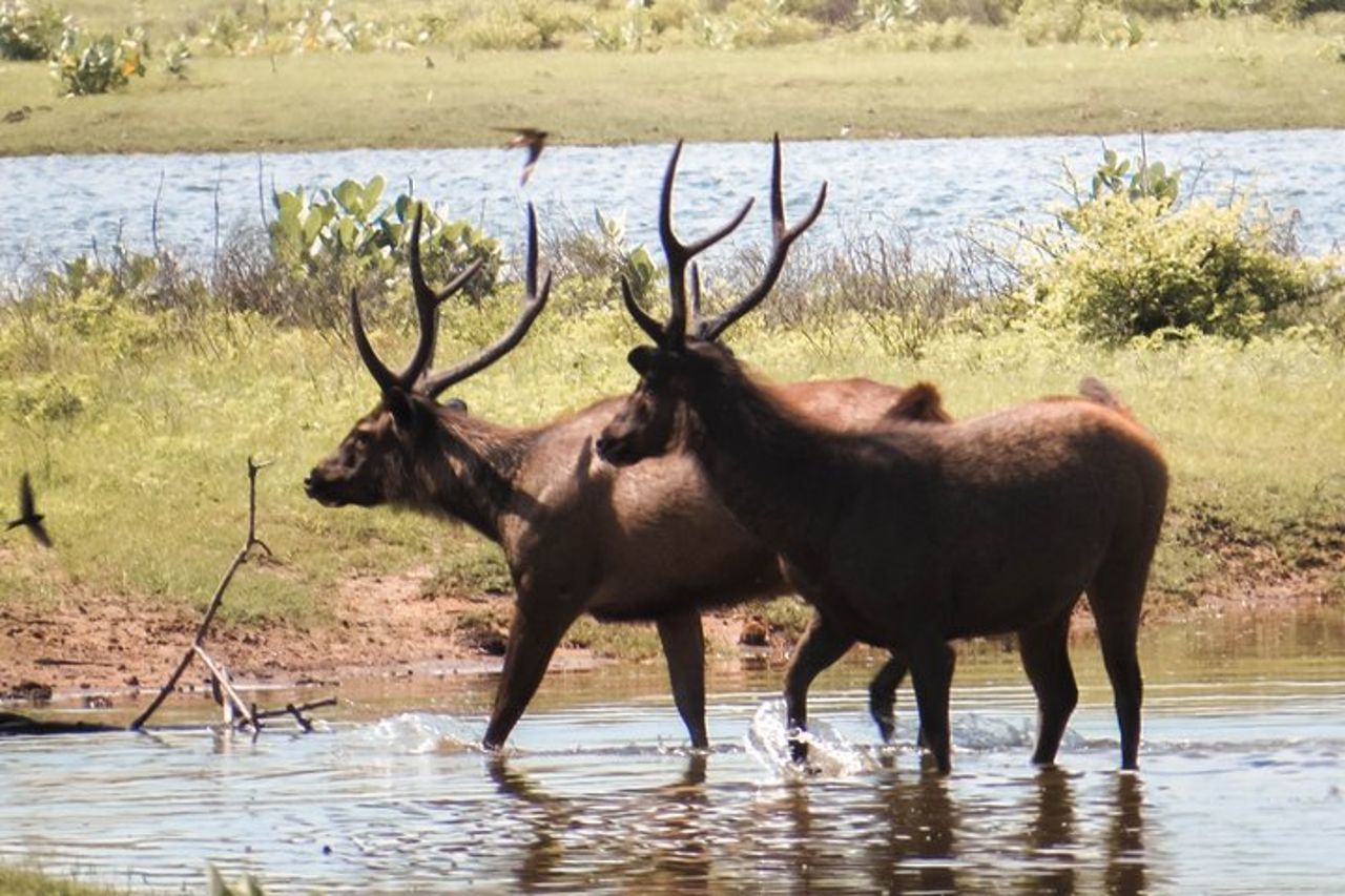 Safari privato al Parco nazionale di Yala — 5