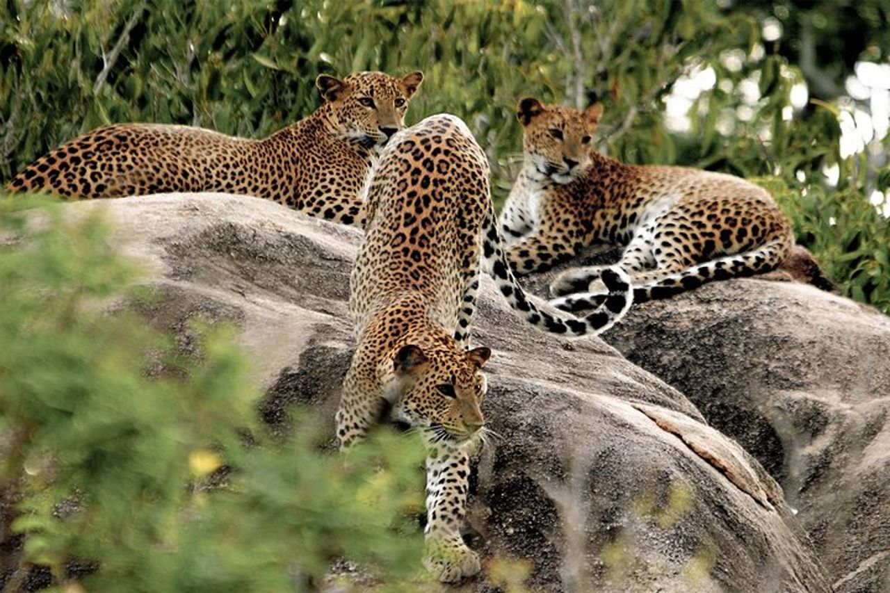 Safari privato al Parco nazionale di Yala — 8