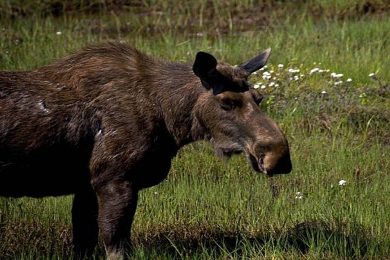 Escursione a terra per piccoli gruppi dello stretto ghiacciato: stiamo andando a caccia dell'orso! — 6