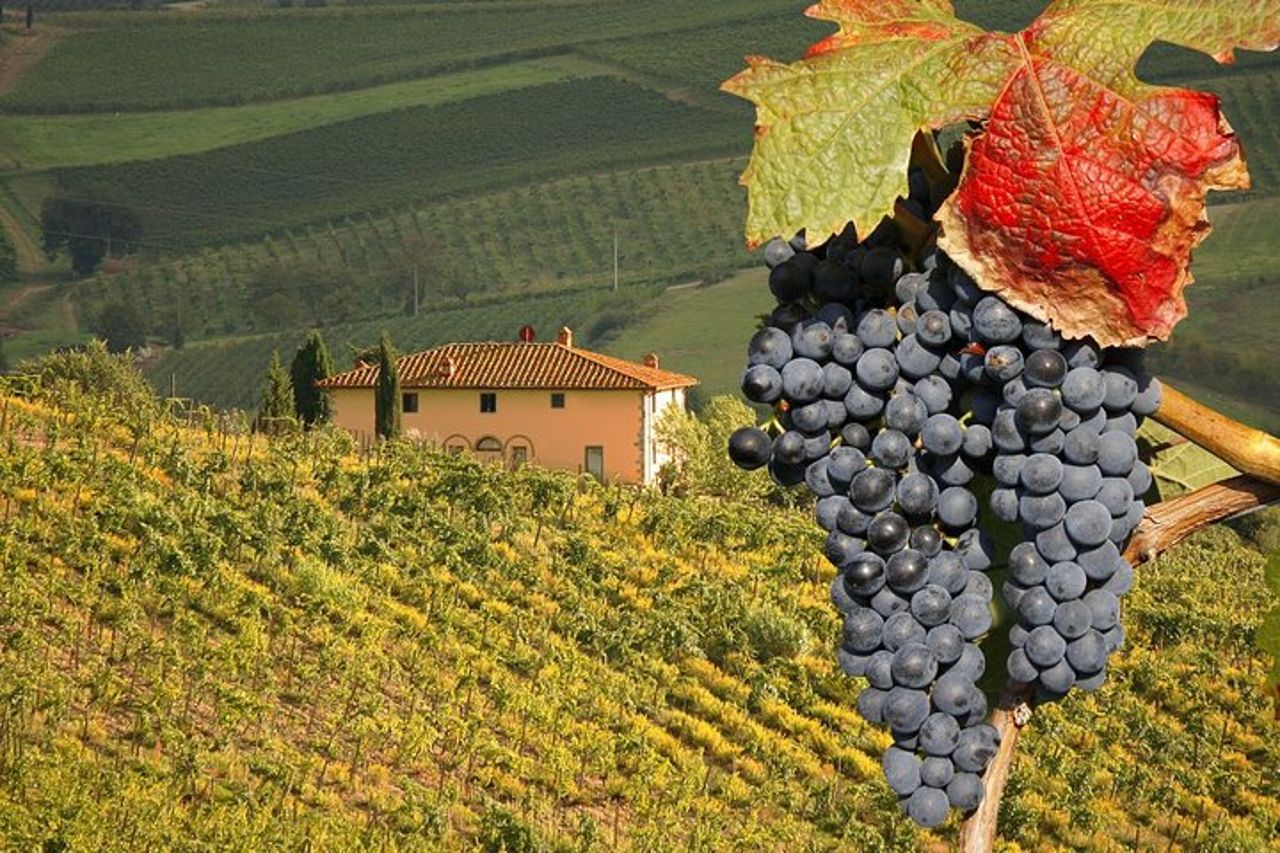 Escursione a Montalcino e Pienza in Toscana Wine & Cheese Shore dal porto di Civitavecchia