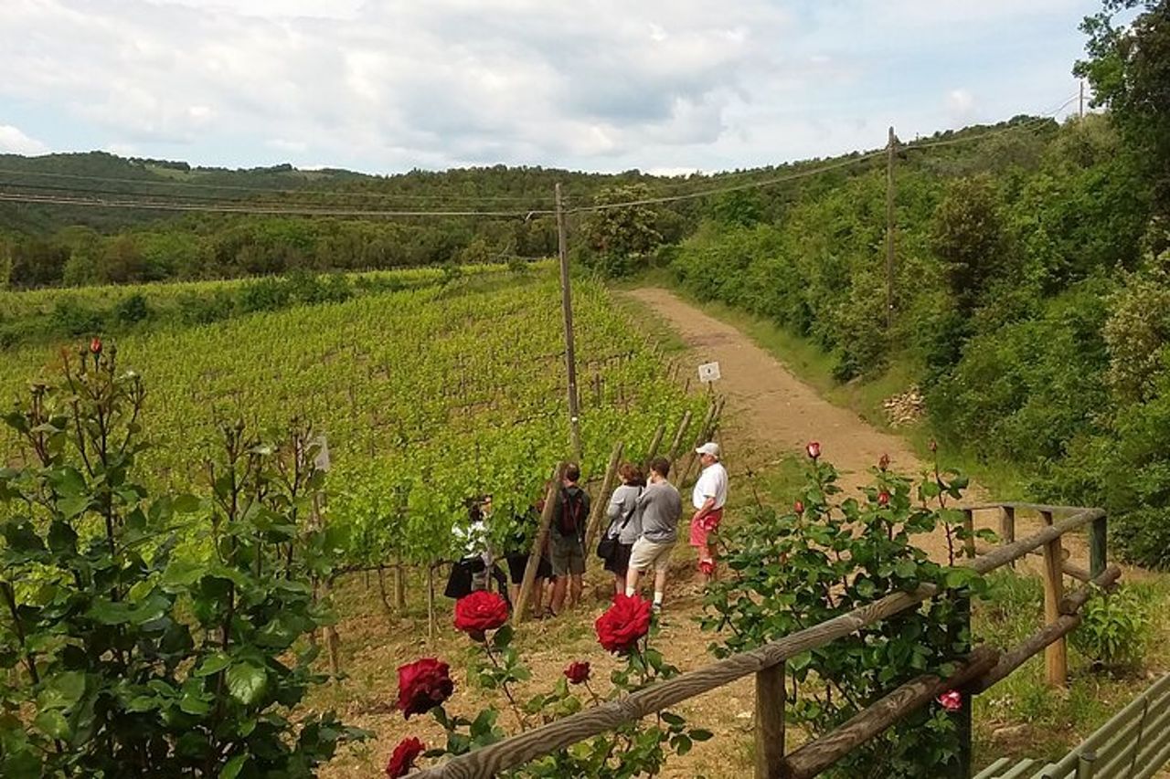 Incontra il re del territorio: il Brunello di Montalcino — 7