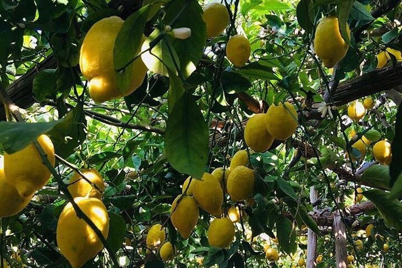 Tour a Piedi da Minori a Maiori lungo il Sentiero dei Limoni — 2